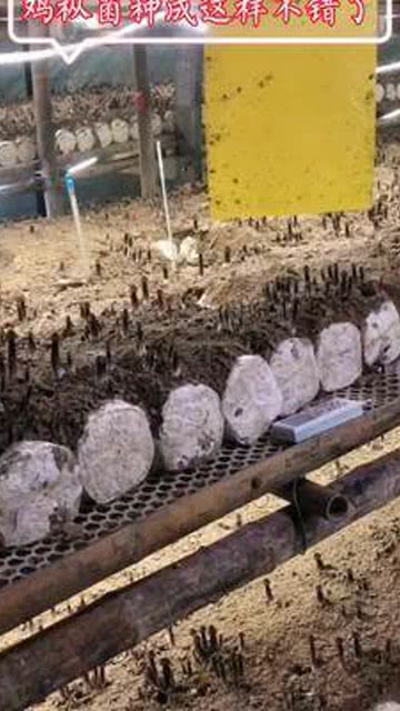 業余栽培雞樅菌的非技術員之路