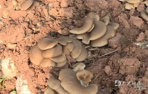 東興區(qū)精準(zhǔn)服務(wù)護(hù)航返鄉(xiāng)入鄉(xiāng)創(chuàng)業(yè)企業(yè)發(fā)展 以食用菌菌種進(jìn)出口專項(xiàng)行動(dòng)解民憂