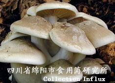 離褶傘栽培技術(shù)全攻略 菌種選擇、培育要點(diǎn)與行業(yè)資源整合