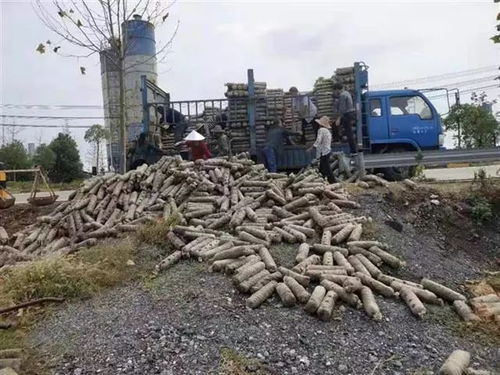 引聯帶扶種菌菇，安陸董榨走出特色致富路