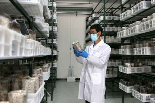 慶陽(yáng)食用菌基地自主研發(fā)液體菌種獲突破，成功實(shí)現(xiàn)首次接種