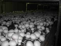 山東食用菌菌種的產(chǎn)業(yè)中心 濟(jì)陽(yáng)縣的進(jìn)出口貿(mào)易與行業(yè)發(fā)展