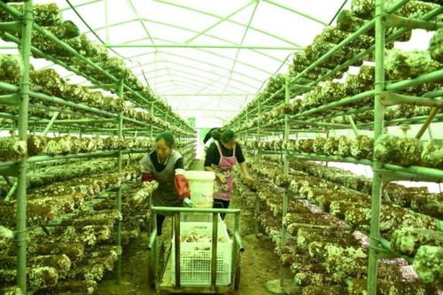 助農團團丨發展食用菌產業，以菌種進出口撐起鄉村“致富傘”