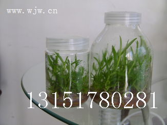 專業玻璃瓶制造助力食用菌產業 從菌種瓶到蟲草瓶的全產業鏈解析