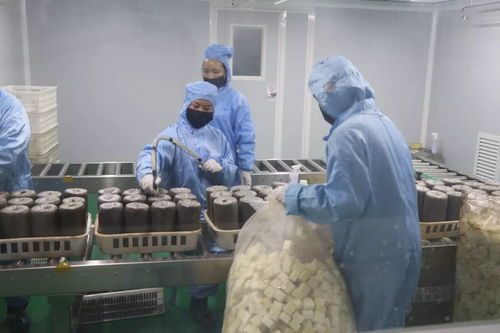 加大研發力度，發展優質食用菌產品，促進菌種進出口繁榮