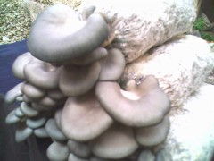 河北菌種供應與食用菌技術培訓及進出口服務全解析